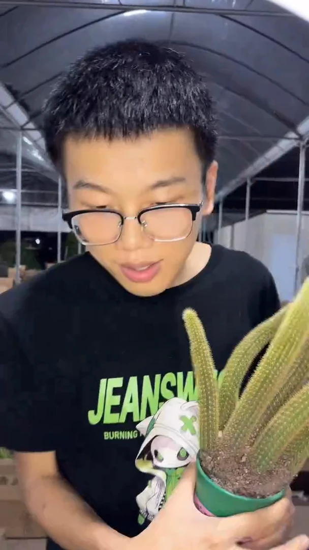 多头 红蜻蜓 金妞【带根】