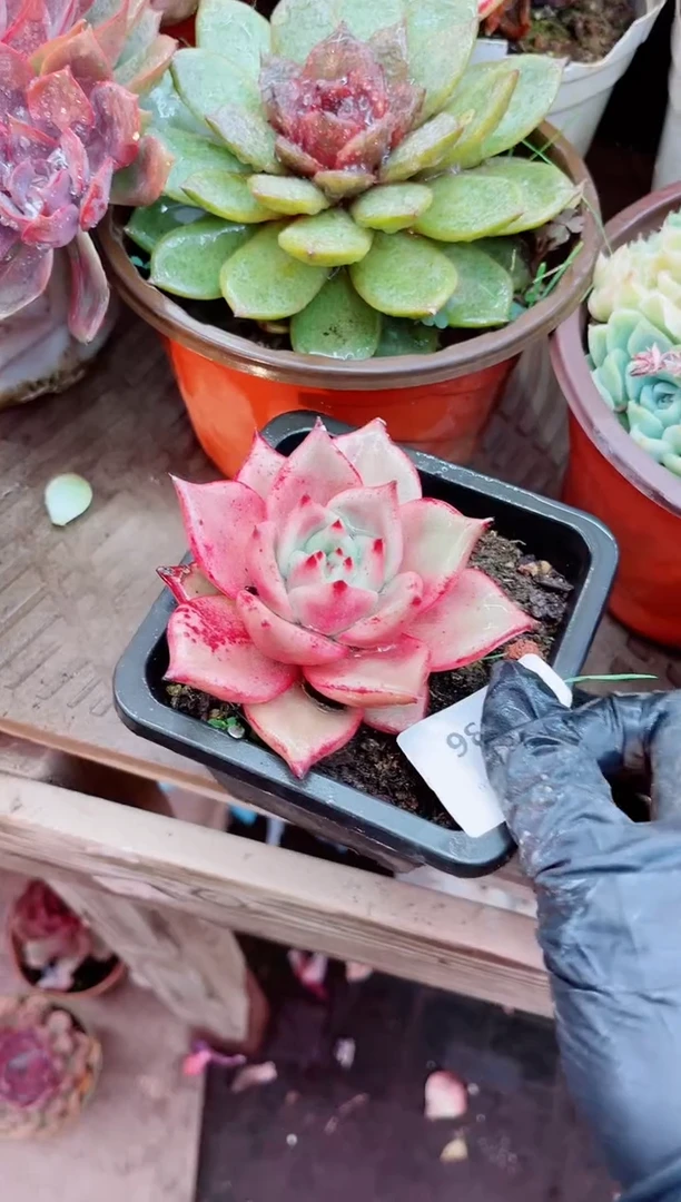 路***挽22036多肉植物一物一拍