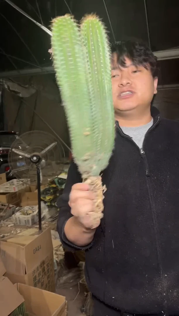 3头起 大凤龙【实生根】