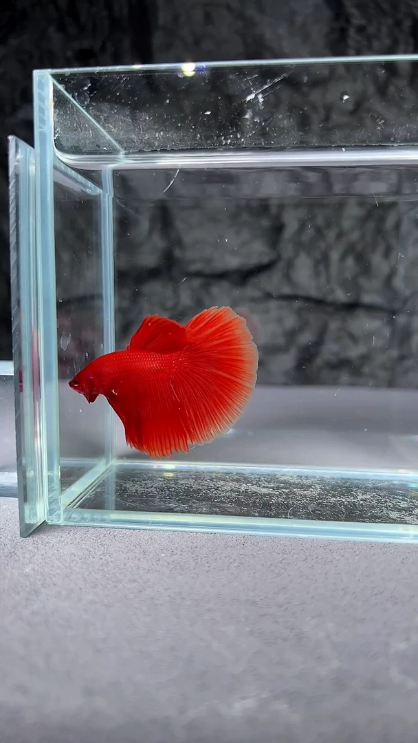 斗鱼竞拍链接107