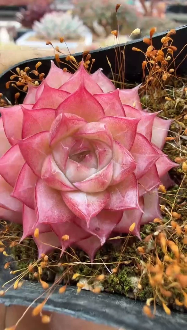 东云多肉园二店-34