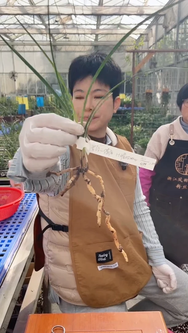 当前无花朵，栽培后可花朵曾***强琥珀冰心，，，曾经的倔强