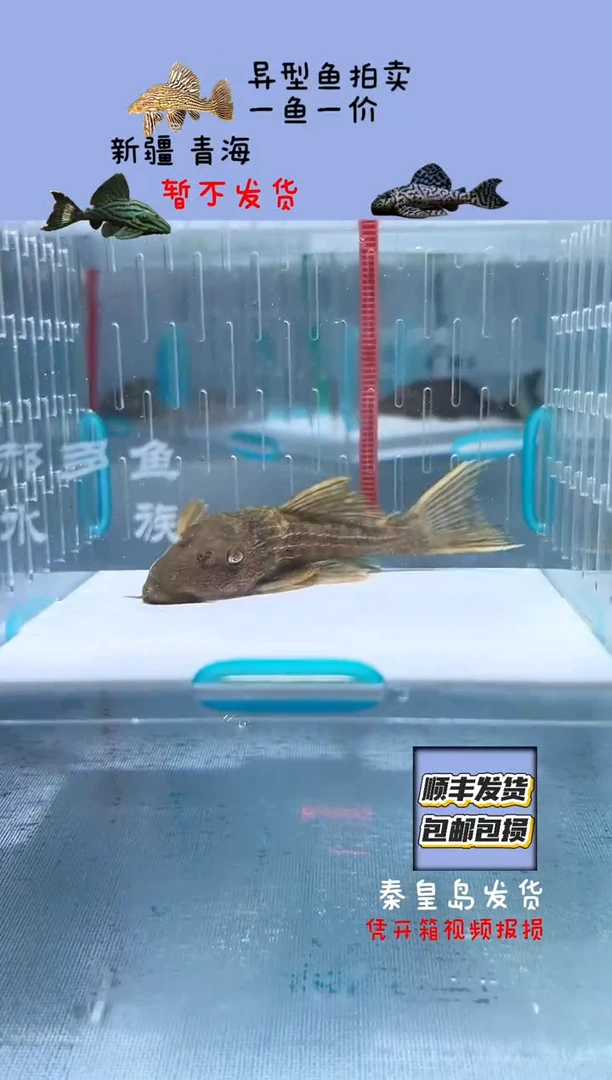 清道夫8不包入缸损4
