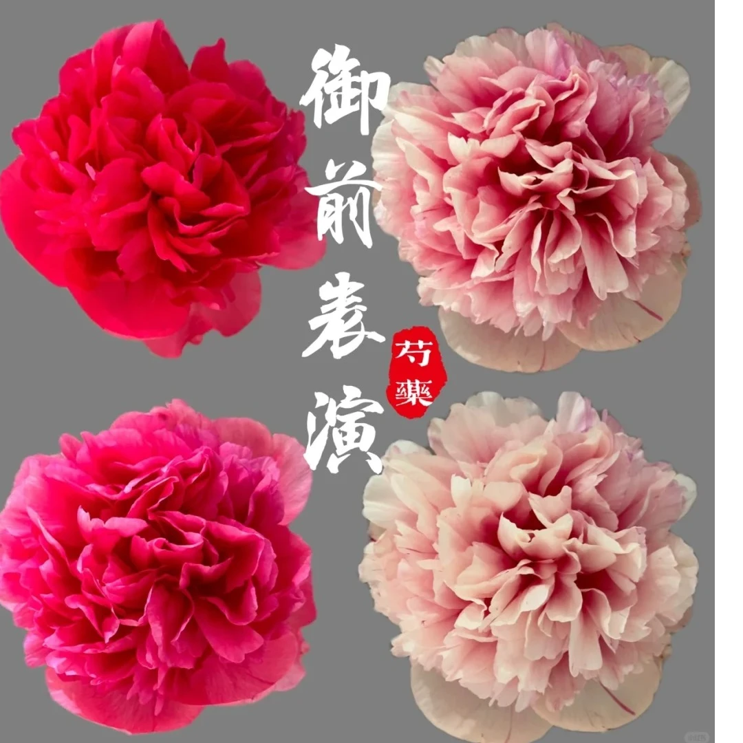 【御前表演】芍药苗经典变色盆栽地栽阳台庭院花园 包对版包正版
