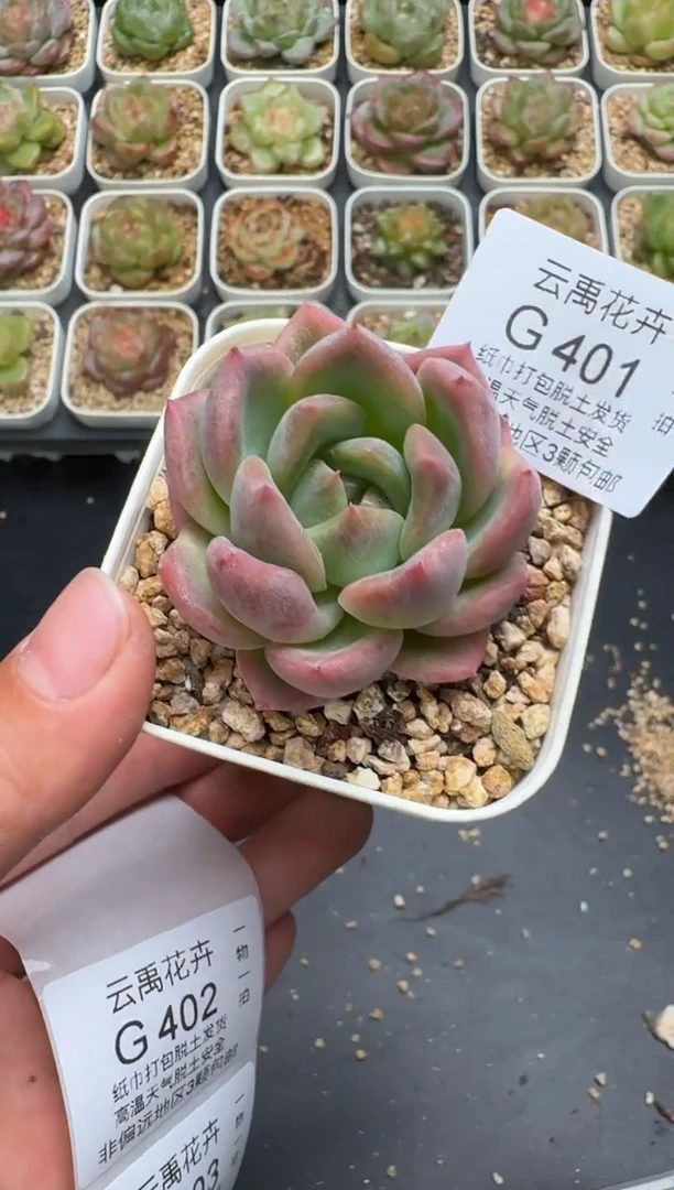 401G云禹多肉植物 脱土纸巾打包 3颗包邮