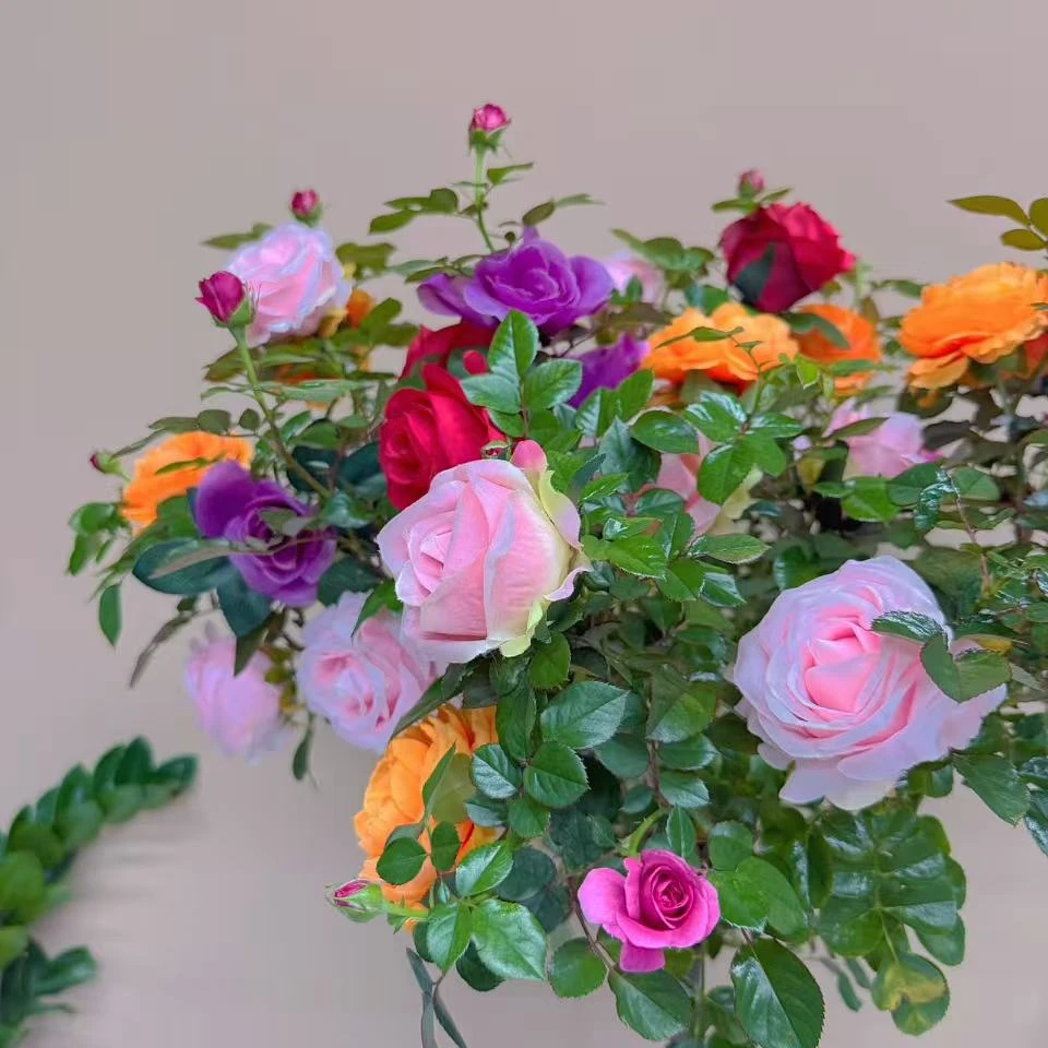 【加大加高80cm-1米】多色月季2-5色带花苞发棒棒糖