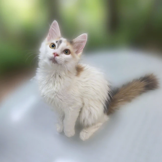石榴猫舍 三花缅因活体宠物猫咪家养