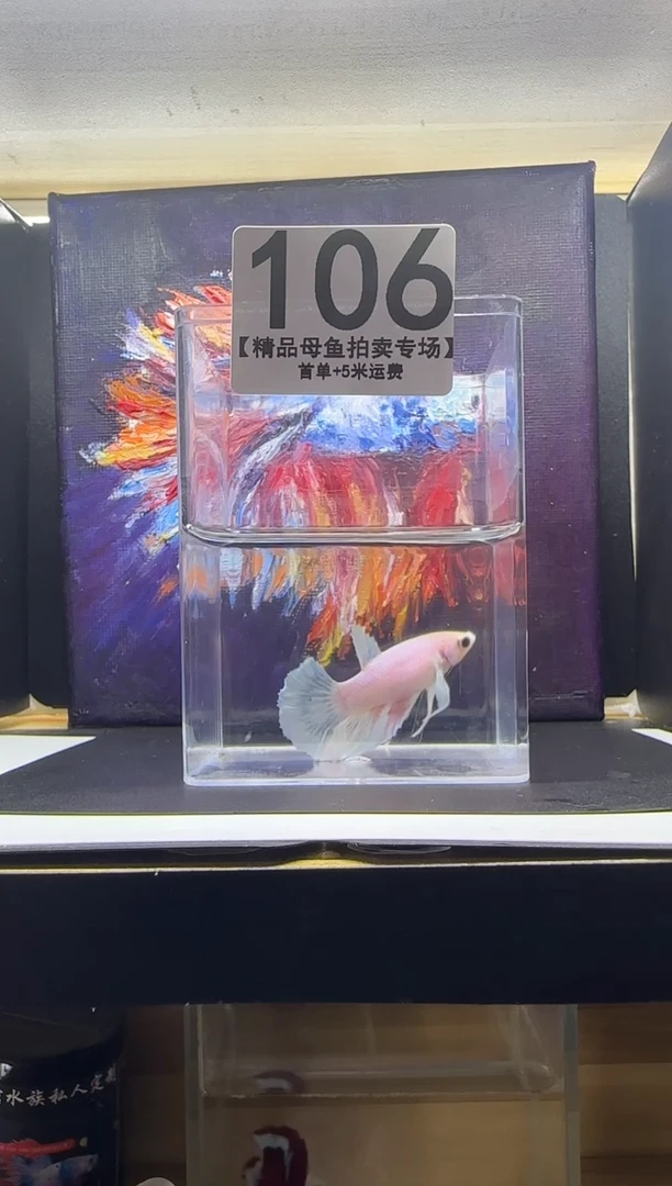 斗鱼母鱼编号：106
