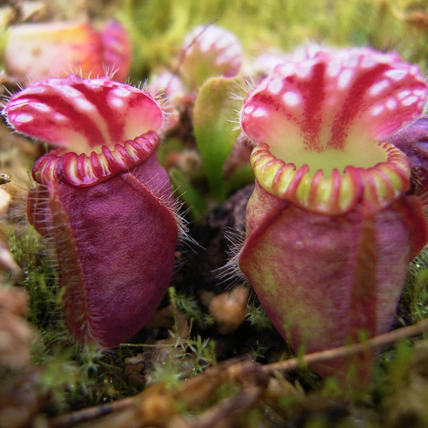 土瓶瓶子草食虫植物直播