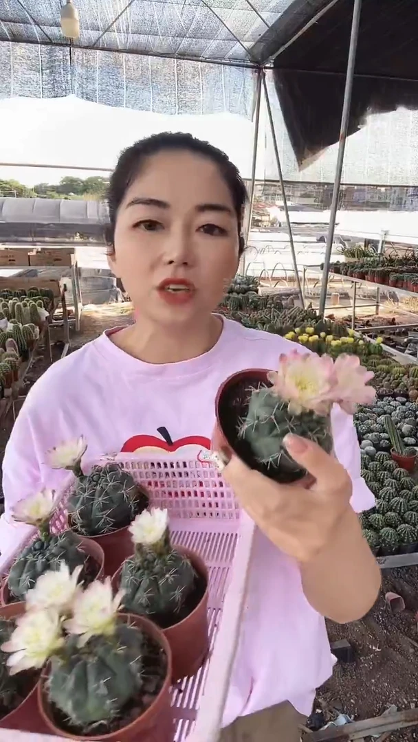 九*?小桃红绯花玉仙人球