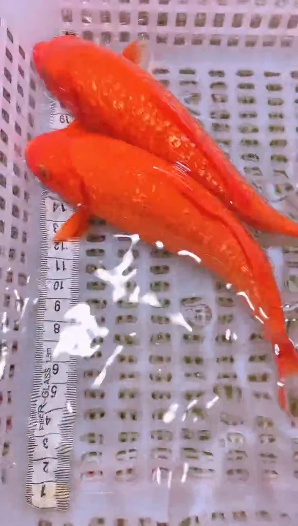 锦鲤冷水观赏鱼全场包邮52