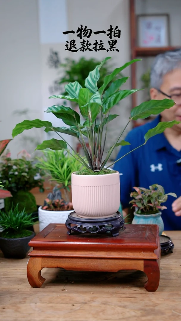 完全开放木*竹芋406