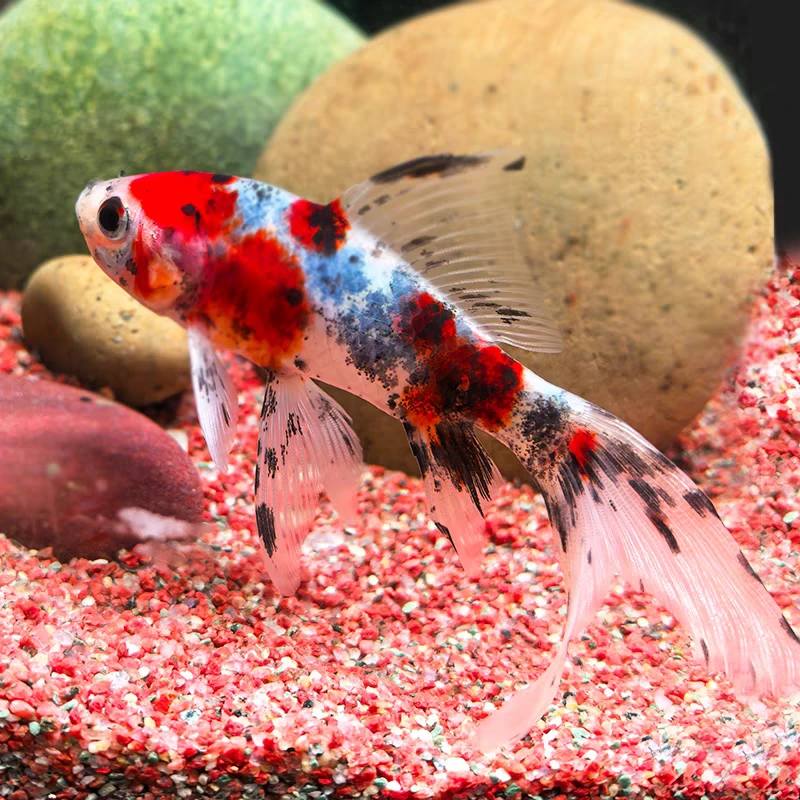 【大尺寸水墨彩鹦鹉鱼】新手好养活11条7-9公分 不指定