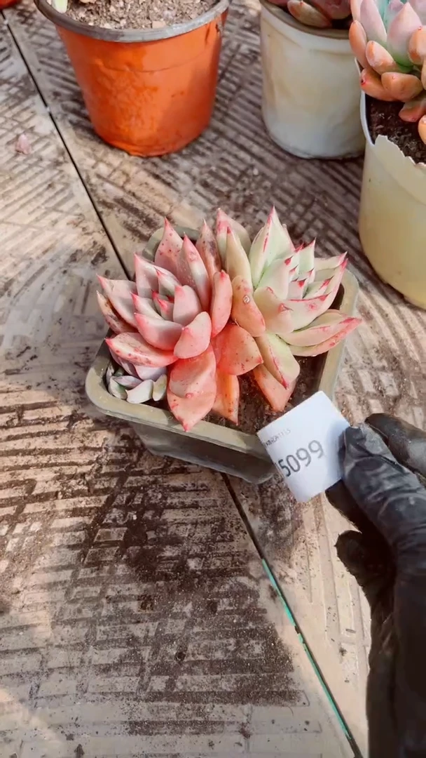 小**?多肉植物一物一拍15099