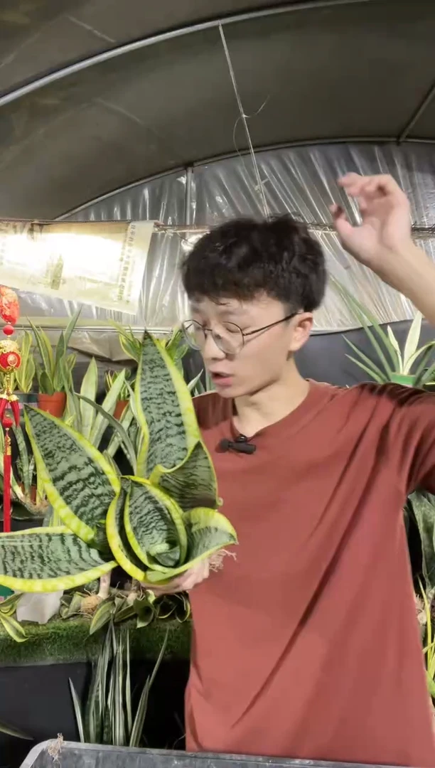 矮脚金边裸根3棵8.8