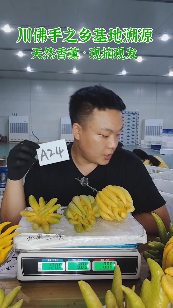 柑橘【一物一拍】川佛手柑鲜果A24