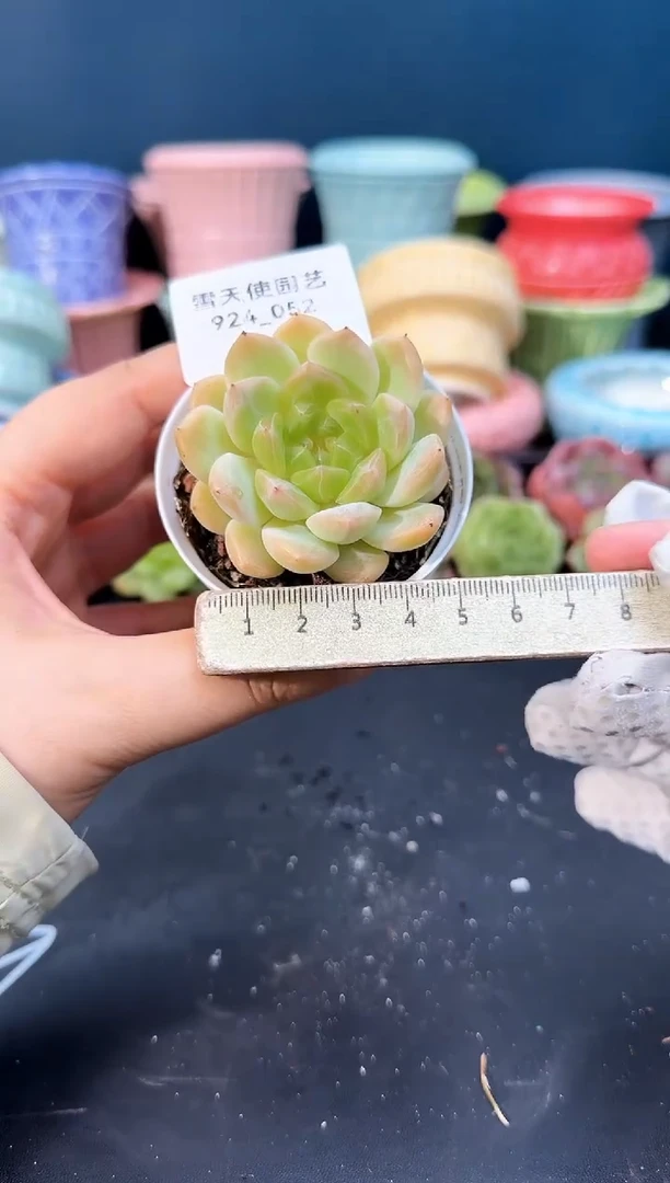 924-052青山（冠幅5cm）