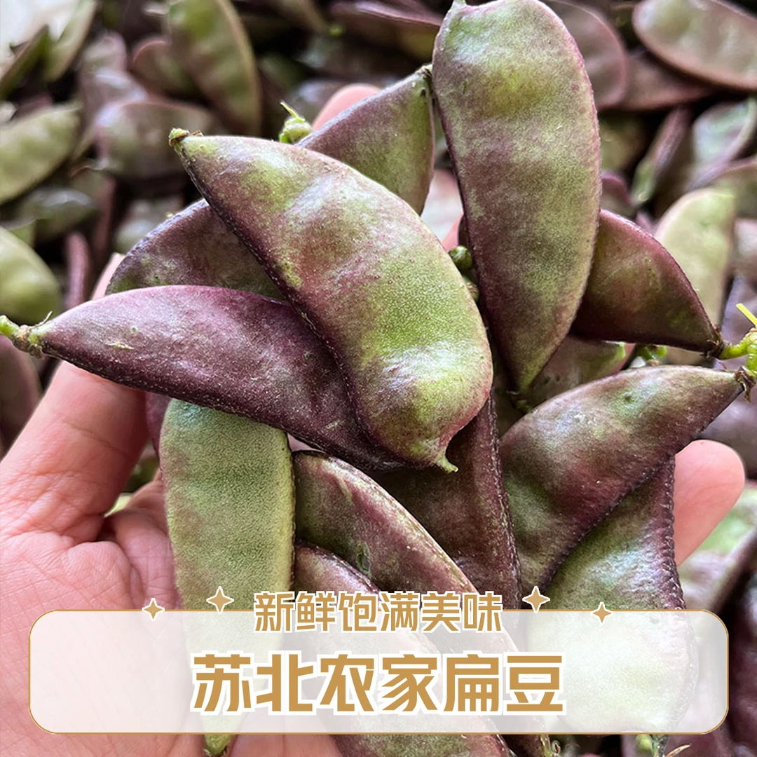 【顺丰次日达】苏北农家露天新鲜紫眉扁豆紫红扁豆嫩扁豆颗粒饱满紫扁豆