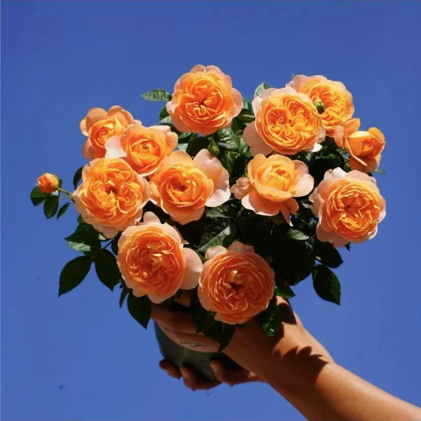果汁阳台 橙色丛生正宗月季花盆栽室内外新手易养护爆花切花玫瑰