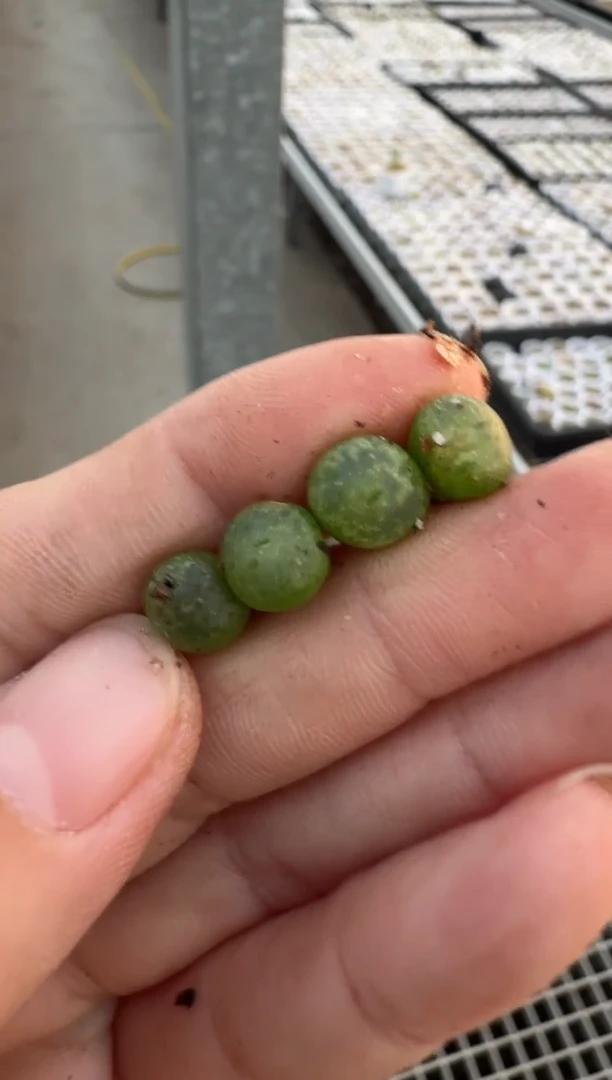 【闪购商品】3-154一颗