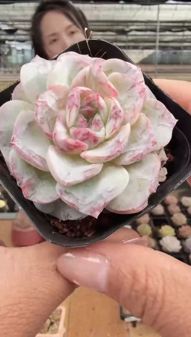 东云多肉园新款-227