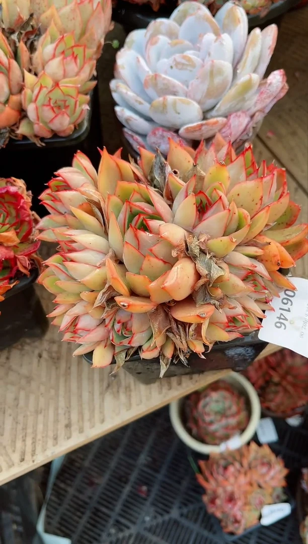 【闪购商品】06146