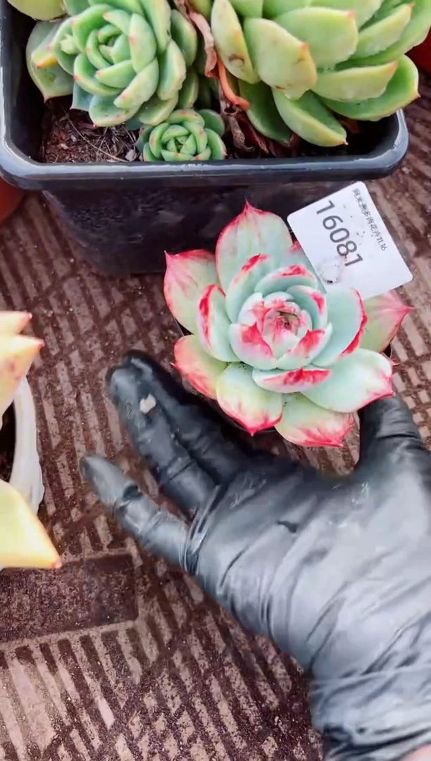 四*阿迷洲多肉花16081