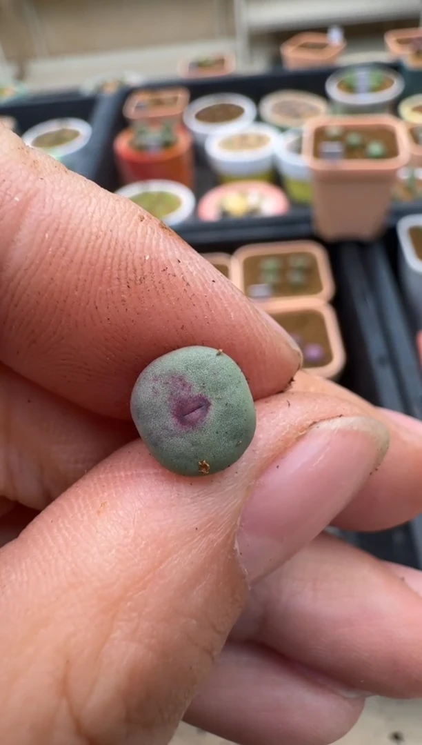 【闪购商品】3-172