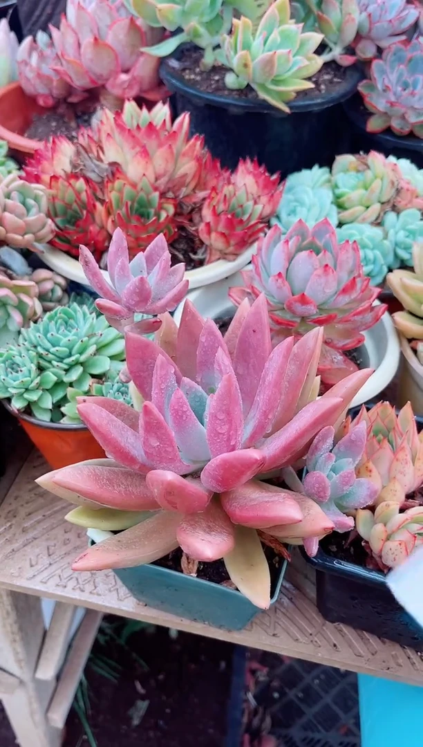 10118多肉植物一物一拍