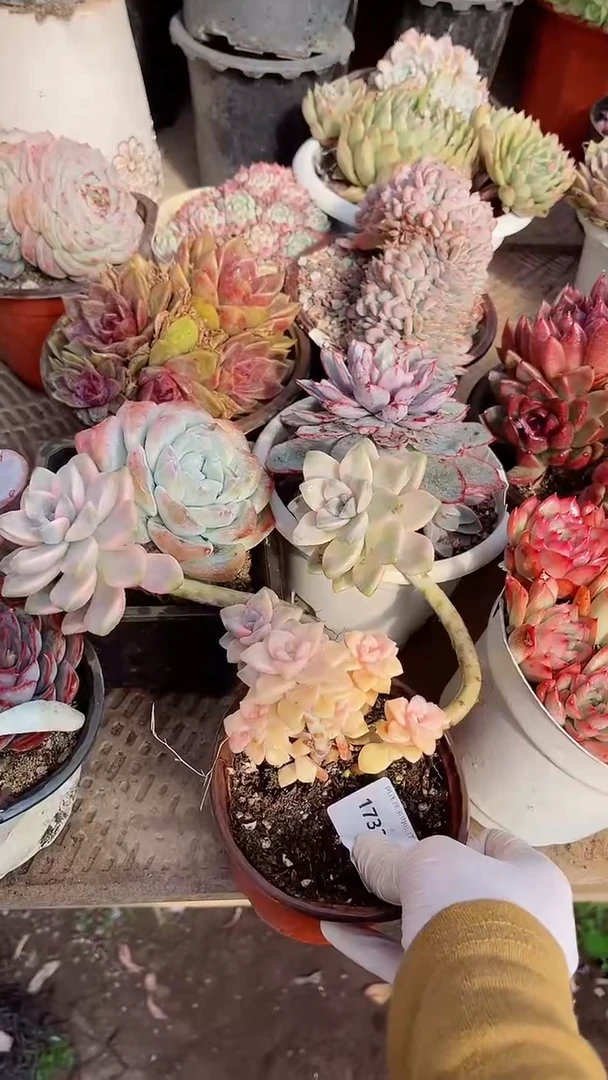 【闪购商品】17330