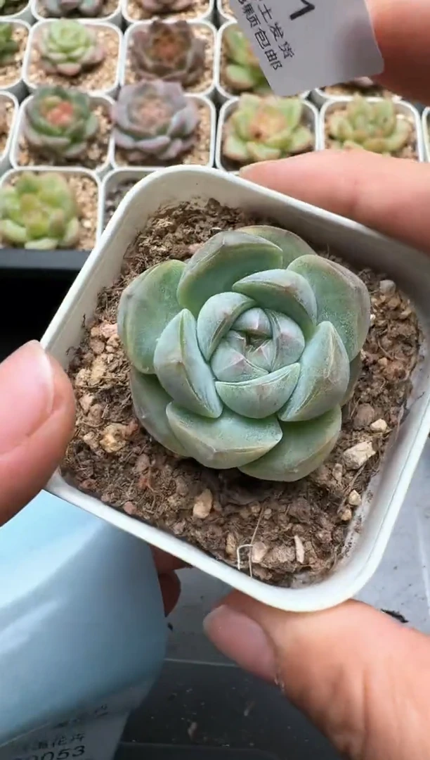 051C云禹多肉植物 带盆土纸巾打包 3颗包邮