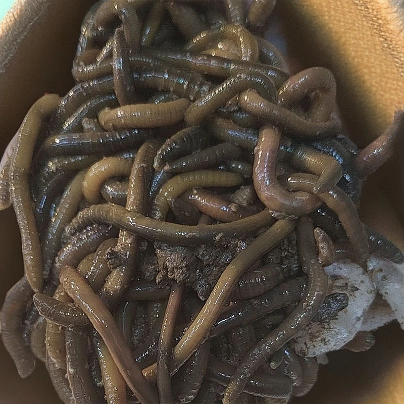 特臭活体野生大号蚯蚓鲜活钓黄辣丁青鱼黄鳝