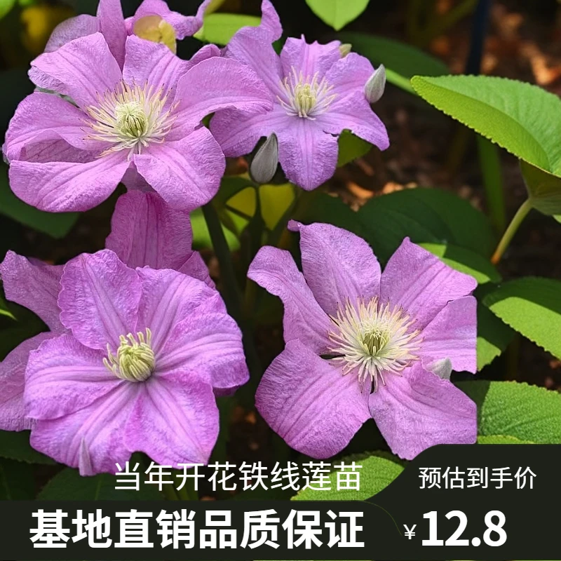 当年开花【特价小苗铁线莲】阳台庭院爬藤大花耐热耐寒花卉草本植物