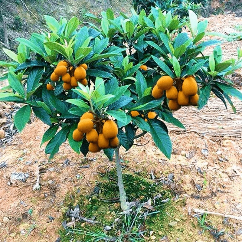 无核枇杷树盆栽嫁接果苗大五星砂糖果树苗南北方地栽种植