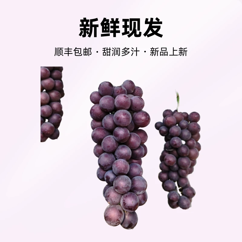 本地巨峰葡萄新鲜现发甜润多汁当季水果