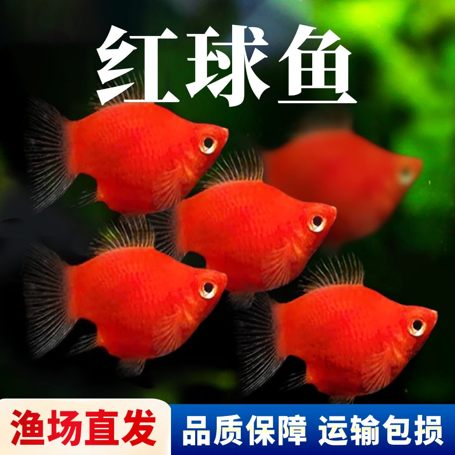 【渔场直播 专属链接2】热带鱼红皮球 观赏鱼
