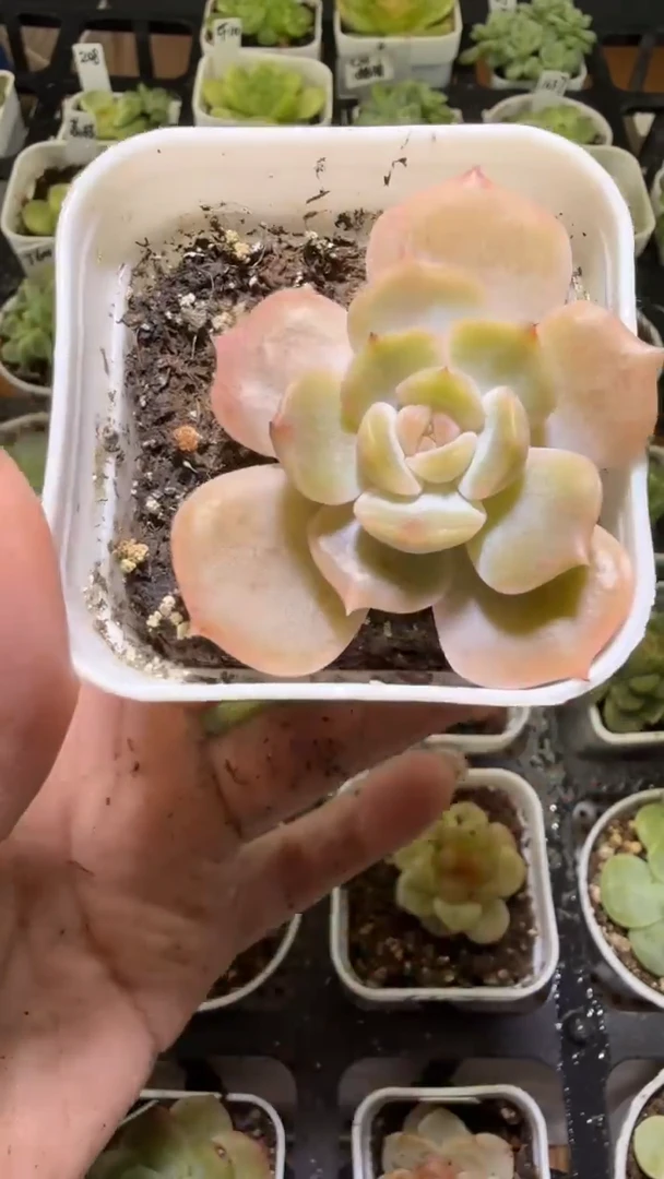 1385  宫花多肉植物
