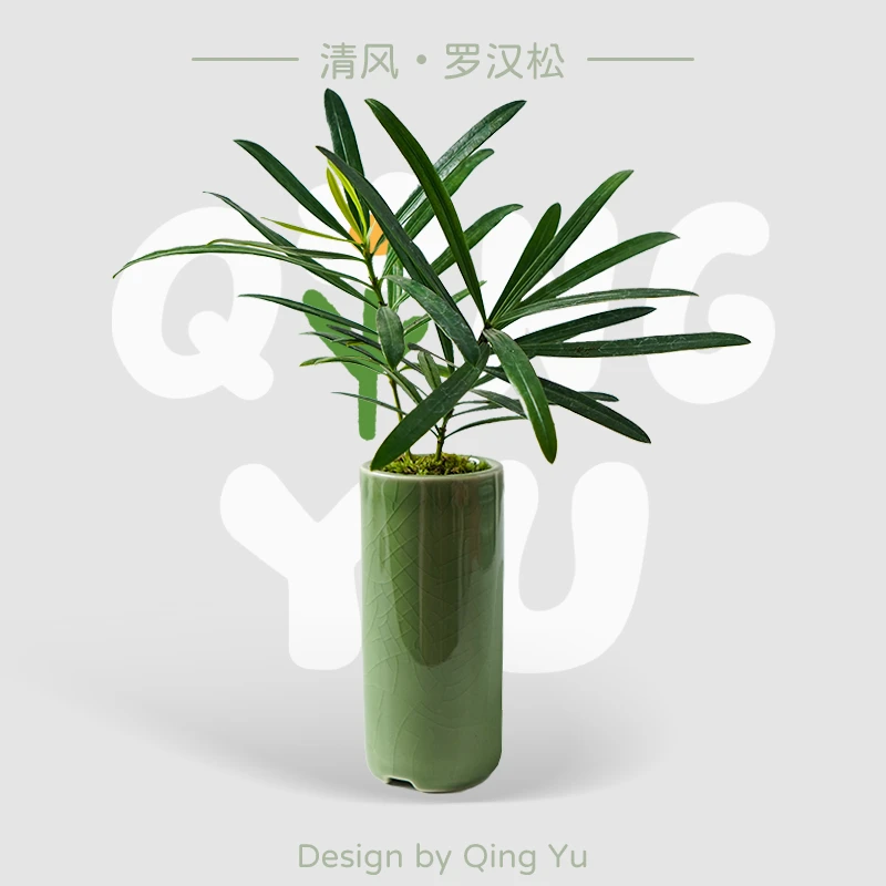 【清风】幸运罗汉松竹柏好养活的花卉绿植盆栽室内茶桌书桌网红植物