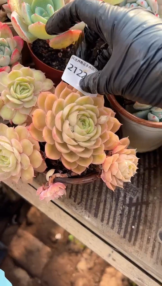 @****?多肉植物一物一拍21225