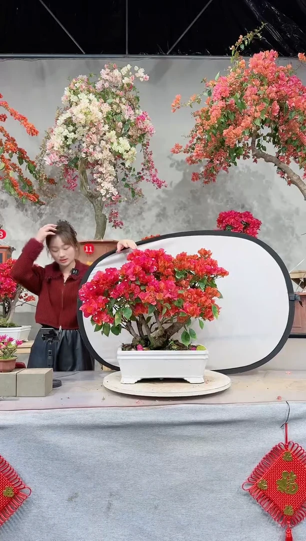 【闪购商品】盆景同安红