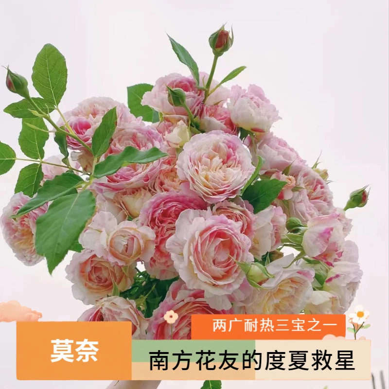 黑哥的花园两广三宝必入莫奈月季条纹复色抗病耐热王丰花阳台庭院