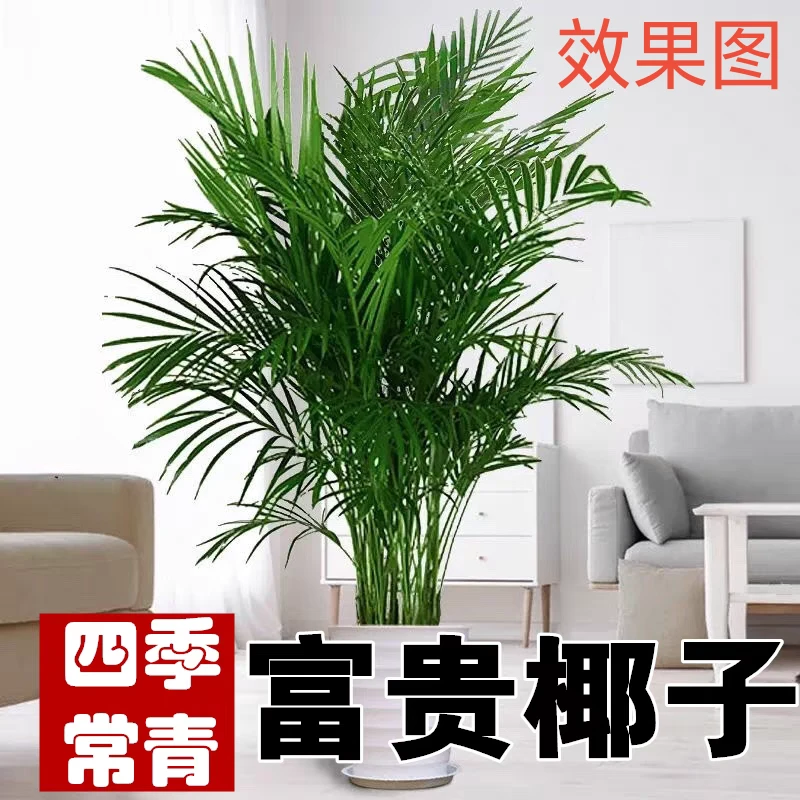 富贵椰子绿植盆栽室内耐旱散尾葵客厅卧室摆放