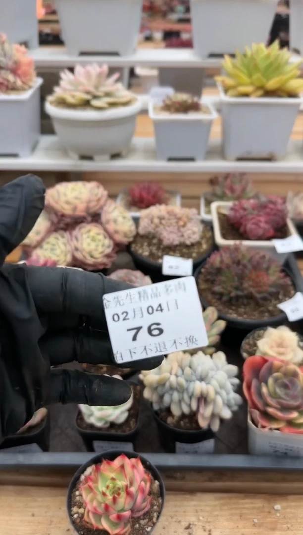 【闪购商品】0204-76多肉6颗