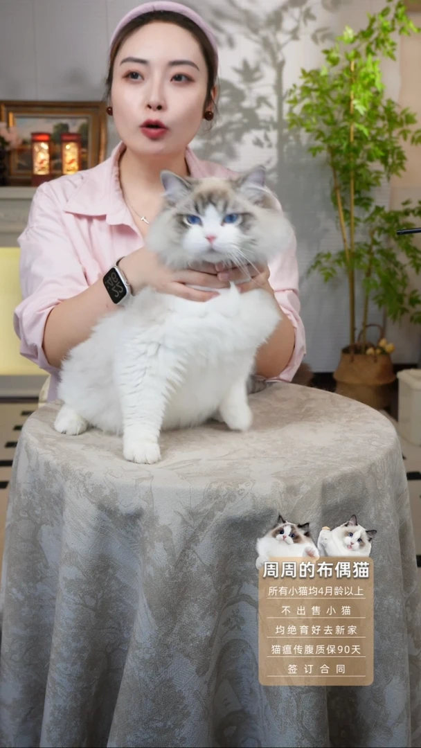 布偶猫周周家的布偶猫链接哈瑞