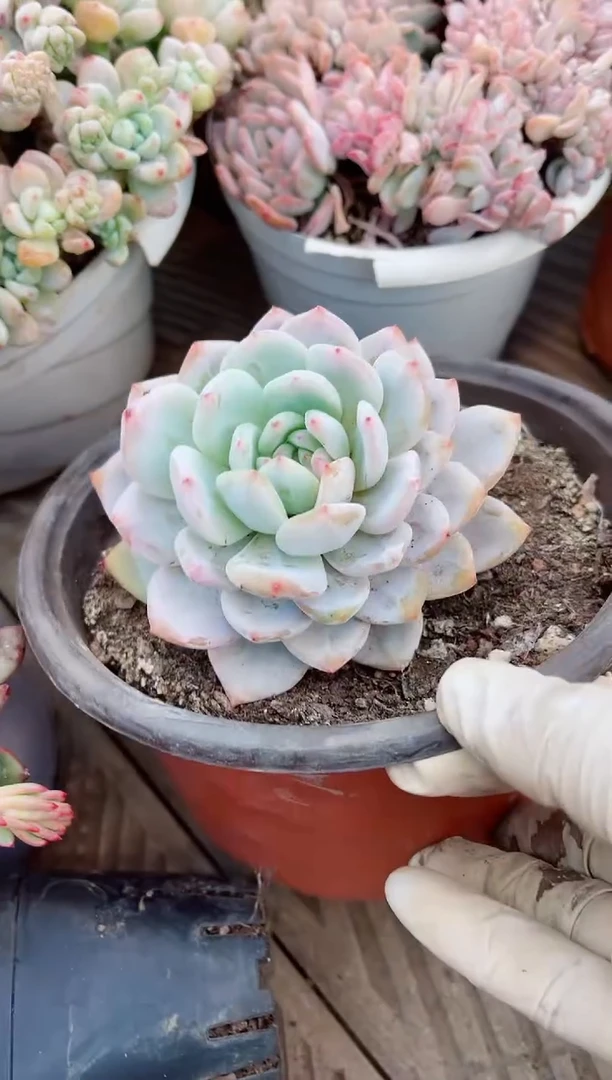 【闪购商品】07134