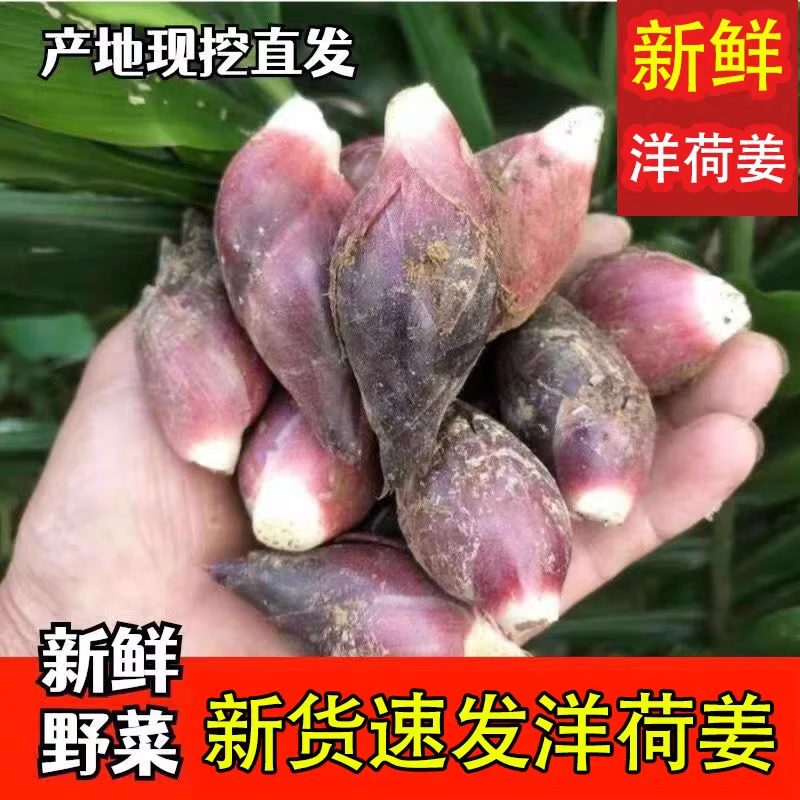 恩施新鲜阳荷姜贵州洋荷产地直销洋河洋火现挖现发应季蔬菜包邮