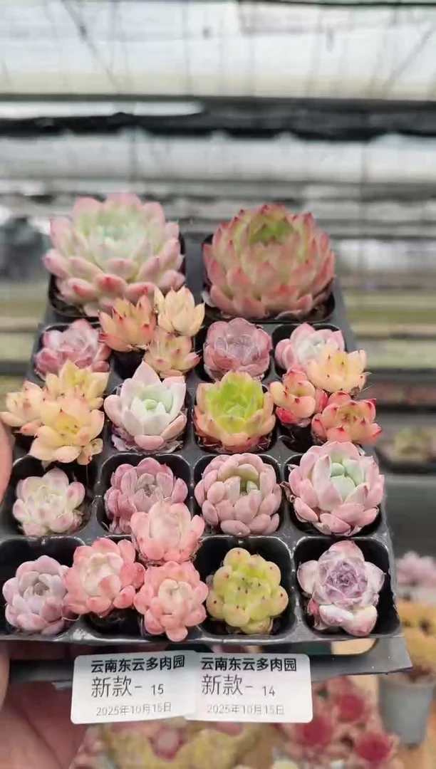 东云多肉园新款-14