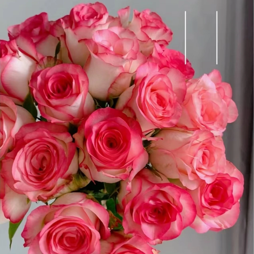 【基地直发】艾莎单头玫瑰   云南鲜切花