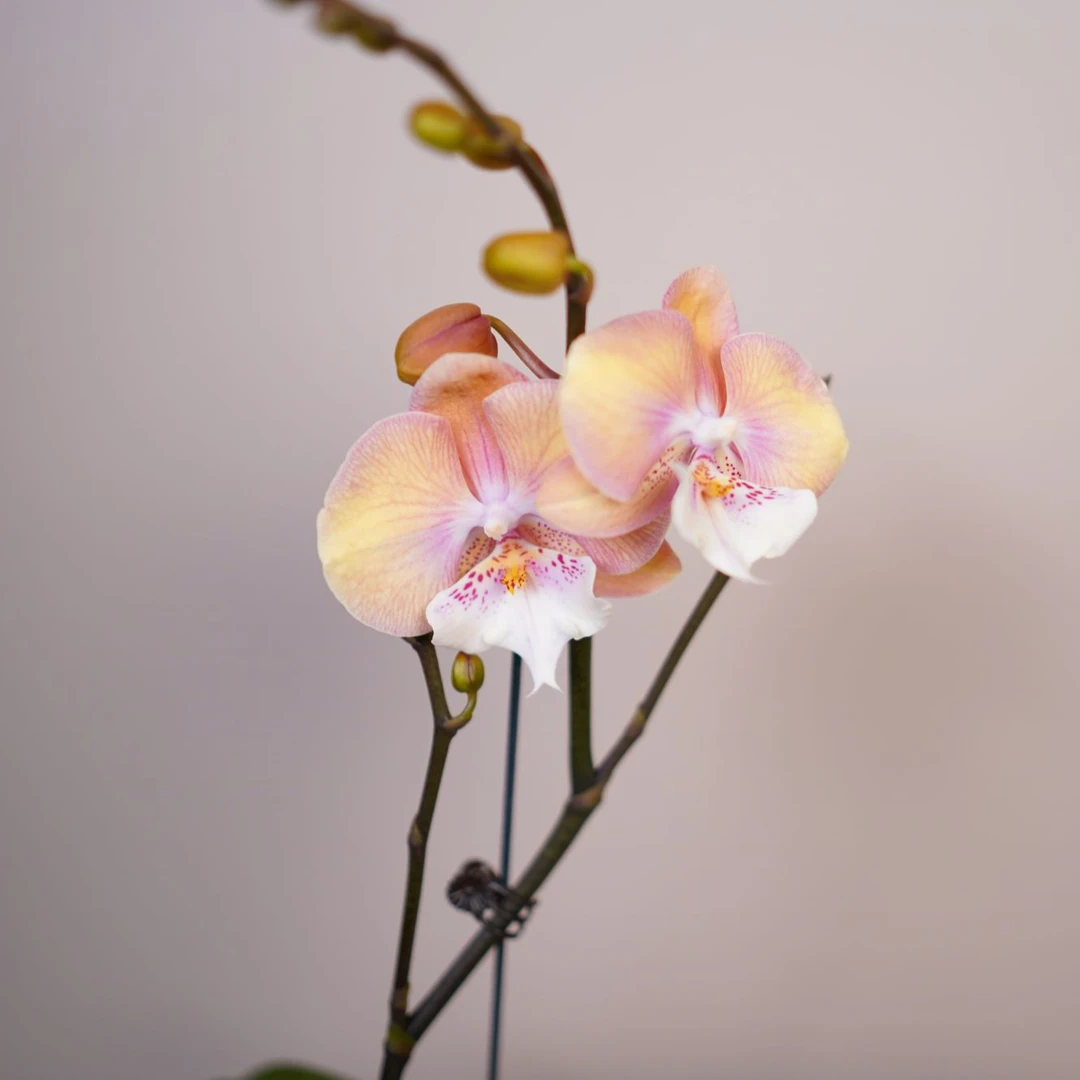 繁星里蝴蝶兰2.8寸超稀有品种【彩虹独角兽】特级蝴蝶兰开花株发货