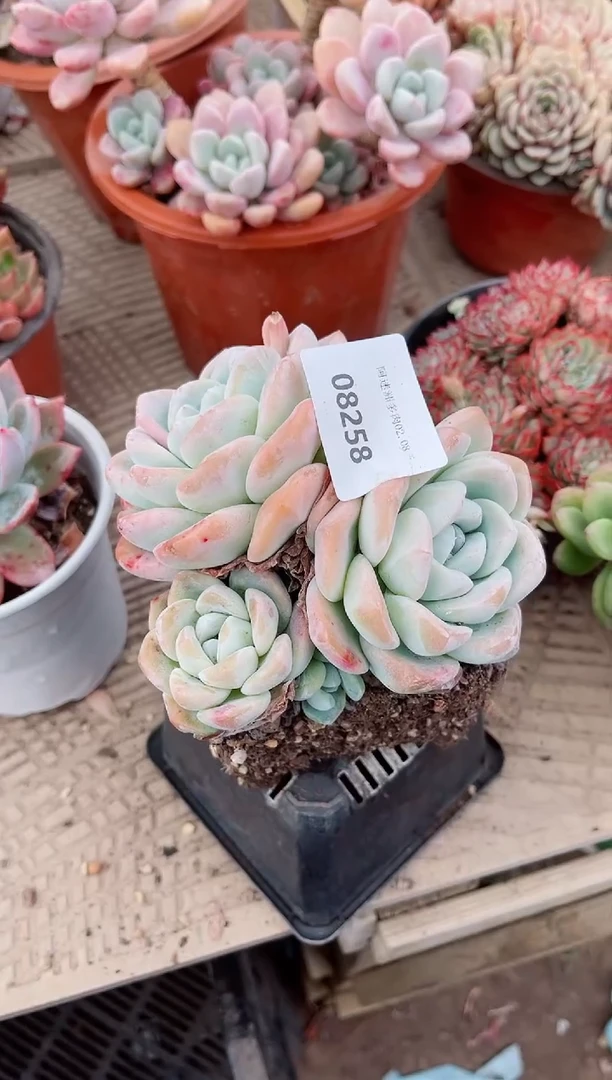 【闪购商品】09258